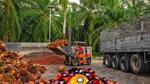 Hoạt động bán tháo trên thị trường dầu thực vật của Trung Quốc đã tác động tiêu cực lên giá 