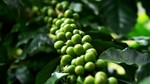TT cà phê ngày 2/4: Nhu cầu tiêu thụ ổn định và rủi ro nguồn cung vẫn là yếu tố quan trọng hỗ trợ thị trường
