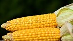 Bảng giá nông sản thế giới hôm nay 13/10/2025