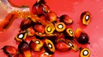 Ấn Độ bắt đầu tăng mua dầu cọ khi giá mặt hàng này giảm trở lại
