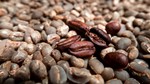 TT cà phê ngày 3/6: Vụ thu hoạch robusta năm 2025 của Brazil đang tiến triển tốt