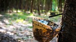 TT cao su châu Á ngày 17/6: Giá tại Nhật Bản tăng do thời tiết xấu ảnh hưởng đến hoạt động thu hoạch