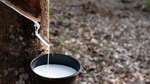 TT cao su châu Á ngày 9/6: Giá tại Nhật Bản giảm trở lại sau ba phiên tăng liên tiếp