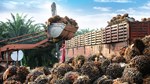 TT dầu thực vật ngày 25/5: Argentina tiếp tục giảm thuế xuất khẩu đối với các mặt hàng nông sản chủ chốt