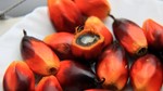 Bảng giá nông sản thế giới hôm nay 23/6/2025