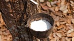 TT cao su châu Á ngày 28/7: Giá tại Nhật Bản giảm do hoạt động chốt lời và nhu cầu thấp