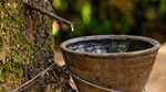 Bảng giá cao su châu Á hôm nay 9/5/2025