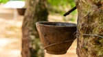 TT cao su châu Á ngày 22/5: Giá tại Nhật Bản hồi phục trở lại sau ba phiên giảm liên tiếp