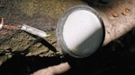 TT cao su châu Á ngày 27/5: Giá tại Nhật Bản tăng do lo ngại nguồn cung thắt chặt