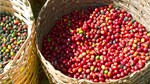 TT cà phê ngày 3/7: Dự báo sản lượng vụ thu hoạch 2024/25 sắp tới của Việt Nam sụt giảm