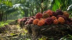 Bảng giá nông sản thế giới hôm nay 28/10/2025