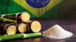 Sản lượng đường tại khu vực Trung Nam Brazil giảm 33% trong nửa cuối tháng 11/2025