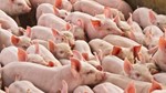 Giá heo hơi ngày 25/6/2025: Chững giá trên toàn quốc