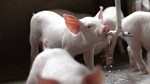 Giá heo hơi ngày 31/7/2025: Tiếp đà tăng 1.000 - 2.000 đồng/kg tại nhiều tỉnh, thành miền Bắc