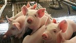 Giá heo hơi ngày 9/6/2025: Hạ giá tại nhiều địa phương, mức 75.000 đồng/kg biến mất