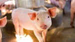 Giá heo hơi ngày 9/7/2025: Giảm giá tại cả ba miền, 68.000 đồng/kg là mức cao nhất thị trường