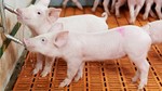 Giá heo hơi ngày 3/10/2025: Miền Trung và miền Nam tiếp đà giảm, miền Bắc duy trì đi ngang