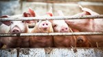 Giá heo hơi ngày 23/9/2025: Miền Nam bất ngờ tăng nhẹ