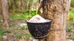 TT cao su châu Á ngày 13/5: Dự kiến tiêu thụ cao su tự nhiên tại Trung Quốc sẽ tăng trưởng chậm lại