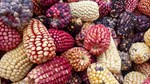 Diễn biến giá nông sản thế giới hôm nay 6/10/2026