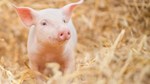 Giá heo hơi hôm nay 13/5: Sơn La và Thanh Hoá tăng nhẹ 1.000 đồng/kg
