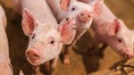 Giá heo hơi ngày 26/12/2025: Bất ngờ hạ giá tại miền Bắc và miền Trung, thị trường biến động trái chiều