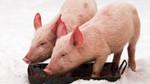 Giá heo hơi hôm nay 9/3: Giảm 1.000 - 2.000 đồng/kg ở cả ba miền