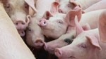 Giá heo hơi Trung Quốc chạm đáy 15 năm