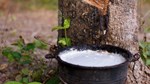 TT cao su châu Á ngày 3/6: Giá tại Nhật Bản đạt mức cao nhất 15 năm do nguồn cung khan hiếm