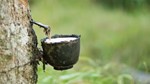 Giá cao su châu Á ngày 05/6 tăng phiên thứ ba liên tiếp