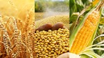 Giá ngũ cốc ngày 26/5/2022: Ngô, lúa mì giảm, đậu tương tăng