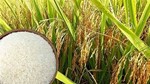 Giá ngũ cốc ngày 30/11/2022: Lúa mỳ được hỗ trợ bởi đồng USD suy yếu