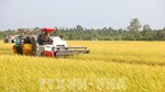 Lúa Đông Xuân đạt năng suất gần 7 tấn/ha