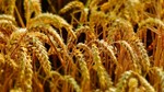 TT trường lúa gạo ngày 7/5quay đầu giảm với cả lúa và gạo