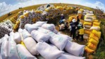 Lệnh cấm xuất khẩu gạo của Ấn Độ: Những động thái mới nhất
