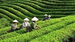 Mỹ săn nghìn tấn 'vàng xanh' của Việt Nam: thuế NK 0%, Việt Nam là ông trùm đứng thứ 5 thế giới