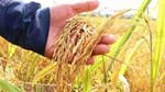 TT lúa gạo hôm nay 7/5: Lúa tươi giảm nhẹ, giao dịch trầm lắng