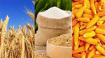 Thị trường năng lượng kéo giá đường và ngô tăng cao