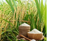 Giá lúa gạo hôm nay 20/5: Lúa tươi tại Đồng bằng sông Cửu Long tăng mạnh, giao dịch gạo vẫn chậm