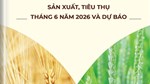 THÔNG TIN MẶT HÀNG GẠO – SẢN XUẤT, TIÊU THỤ THÁNG 06 NĂM 2026 VÀ DỰ BÁO