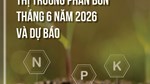Thị trường phân bón tháng 6 năm 2026 và dự báo