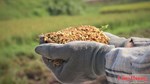 Nguồn cung dồi dào, xuất khẩu gạo bước vào cuộc đua mới