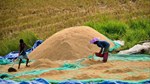 Thị trường lúa gạo ngày 29/7: Xuất khẩu tăng giá, trong nước tiếp tục đi ngang