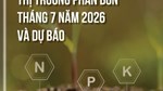 Thông tin thị trường phân bón Việt Nam và thế giới 7 tháng đầu năm 2026 và dự báo
