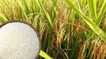 Thị trường lúa gạo ngày 13/8: Giá lúa gạo trong nước ổn định, gạo xuất khẩu biến động trái chiều