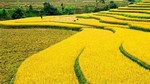 TT lúa gạo ngày 26/8: Một số loại lúa tươi và gạo nguyên liệu giảm, giao dịch chậm
