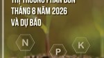 Thông tin thị trường phân bón Việt Nam và thế giới tháng 8 năm 2026 và dự báo