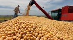 Ấn Độ nhập khẩu đậu tương cao kỷ lục do giá trong nước tăng