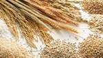 Doanh nghiệp Na Uy cần mua gạo Japonica Việt Nam