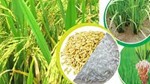 Giá lúa gạo hôm nay 17/5: Giá gạo nguyên liệu giảm